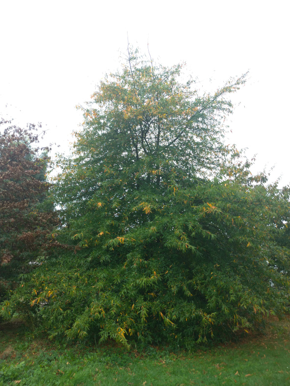 Quercus  phellos et sont port pyramidale